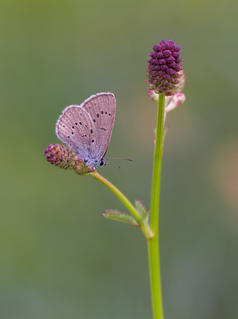 Wiesenknopf-Ameisenbläuling