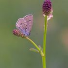 Wiesenknopf-Ameisenbläuling