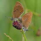 Wiesenknopf  Ameisenbläuling 