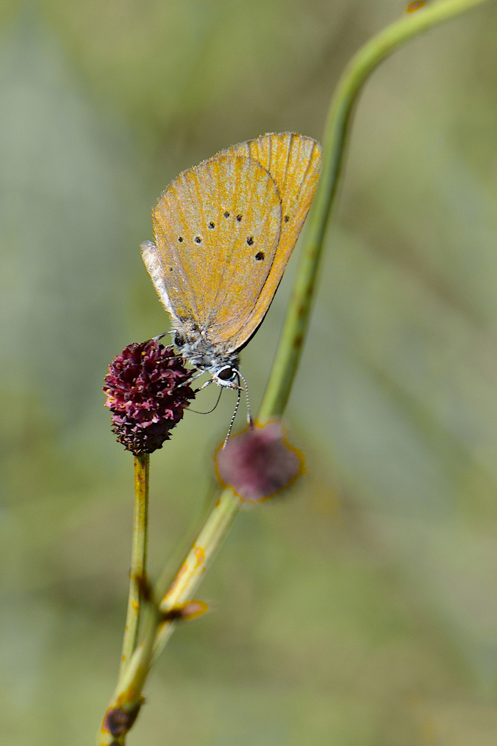 Wiesenknopf-Ameisenbläuling