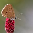 Wiesenknopf-Ameisenbläuling