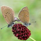 Wiesenknopf-Ameisenbläulinge bei der Paarung