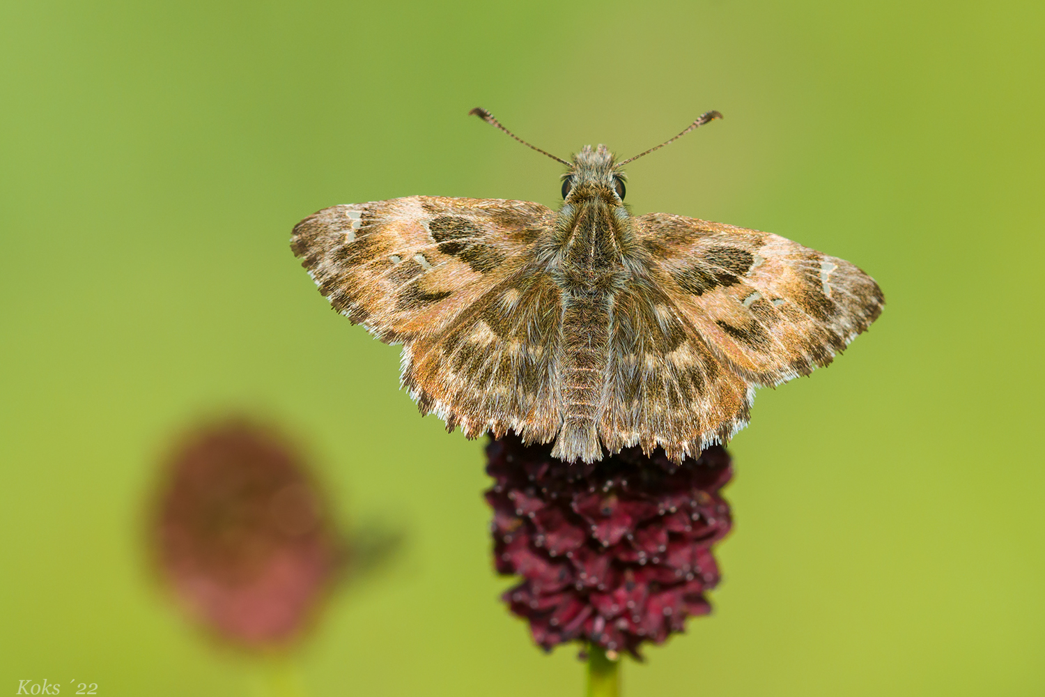 Wiesenknopf-Besucher