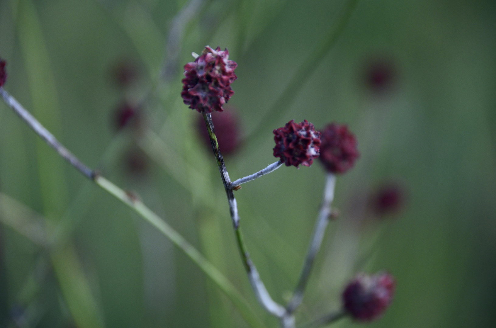 Wiesenknopf....