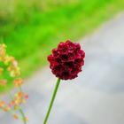 Wiesenknopf- gesehen in den Elbauen- rar und vom Aussterben bedroht