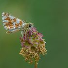 Wiesenknopf mit Dickkopf