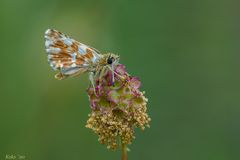 Wiesenknopf mit Dickkopf