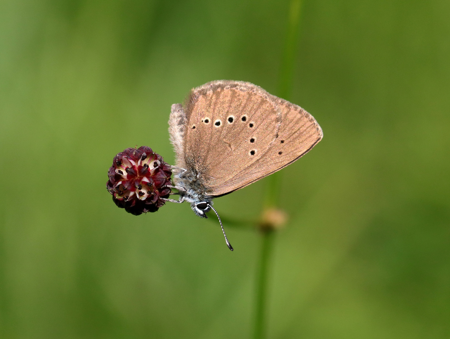 Wiesenknopf und Ameisenbläuling