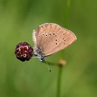 Wiesenknopf und Ameisenbläuling