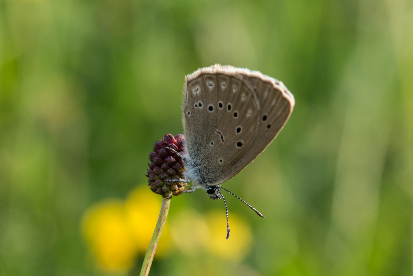 Wiesenknopfameisenbläuling