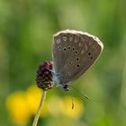 Wiesenknopfameisenbläuling