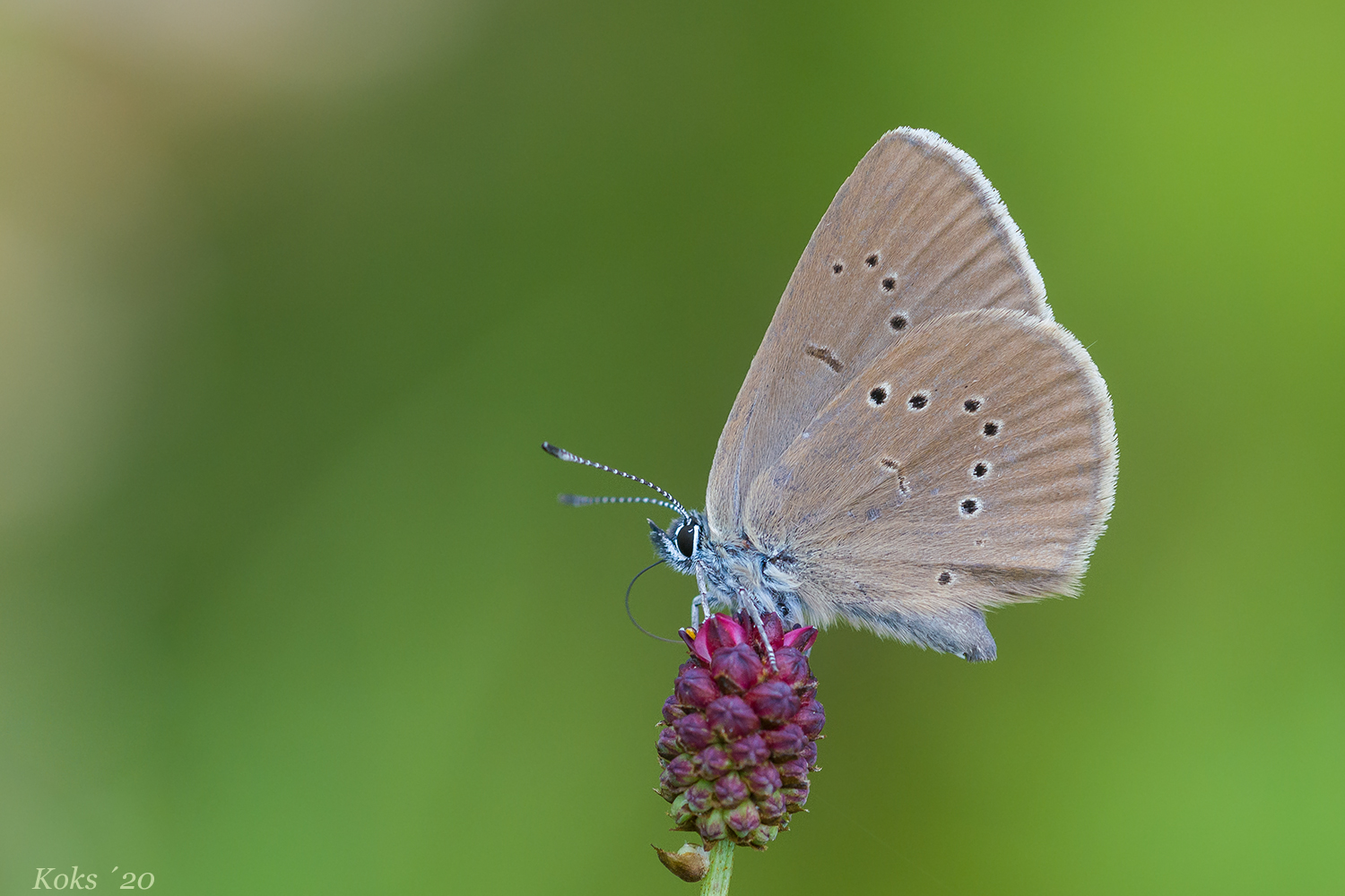 Wiesenknopfbesucher