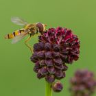 Wiesenknopfschwebfliege