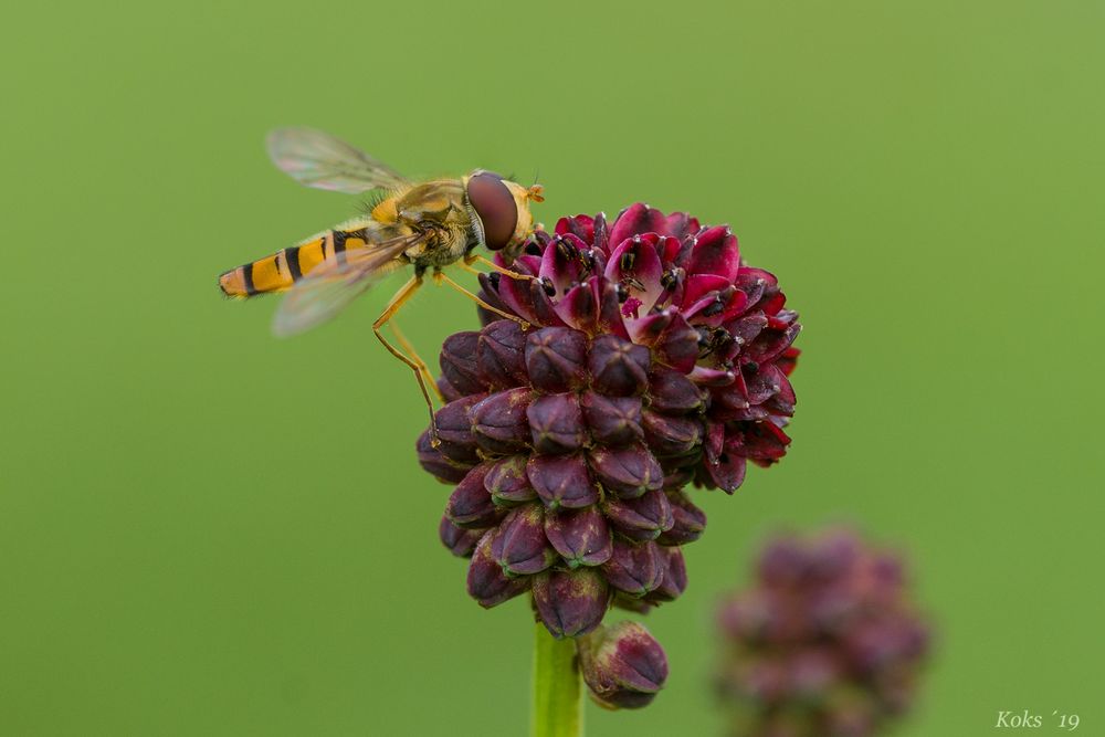 Wiesenknopfschwebfliege