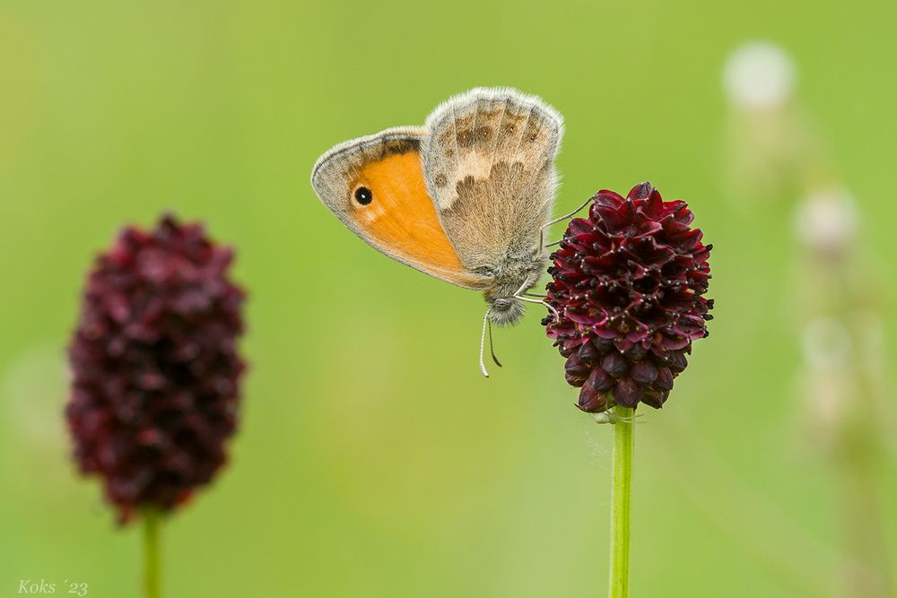 Wiesenknopfvögelchen