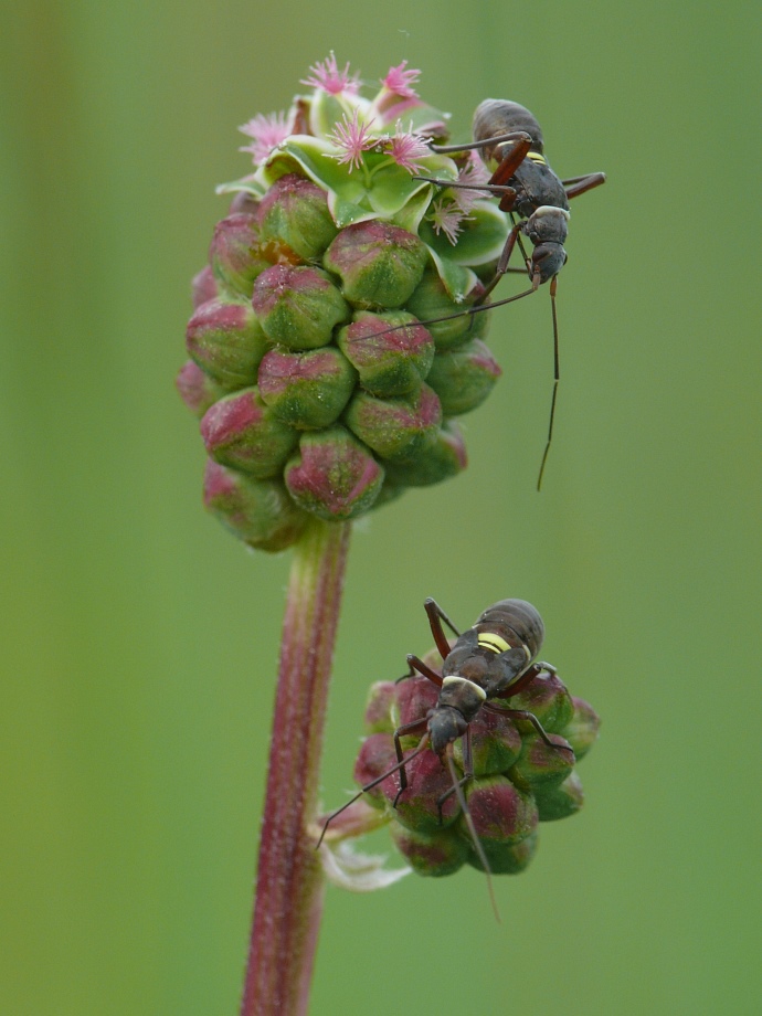 Wiesenknopfwanzenduo