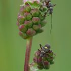 Wiesenknopfwanzenduo