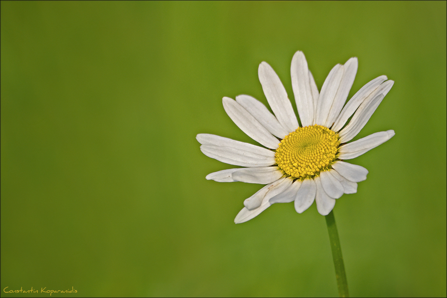 Wiesenkönigin