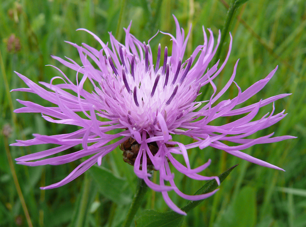 Wiesenkornblume