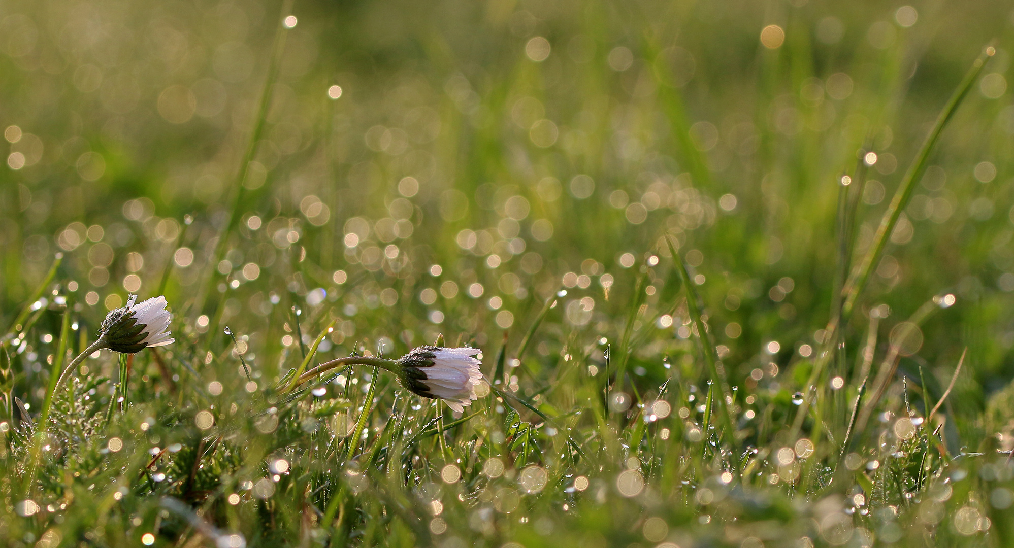 Wiesenkosmos