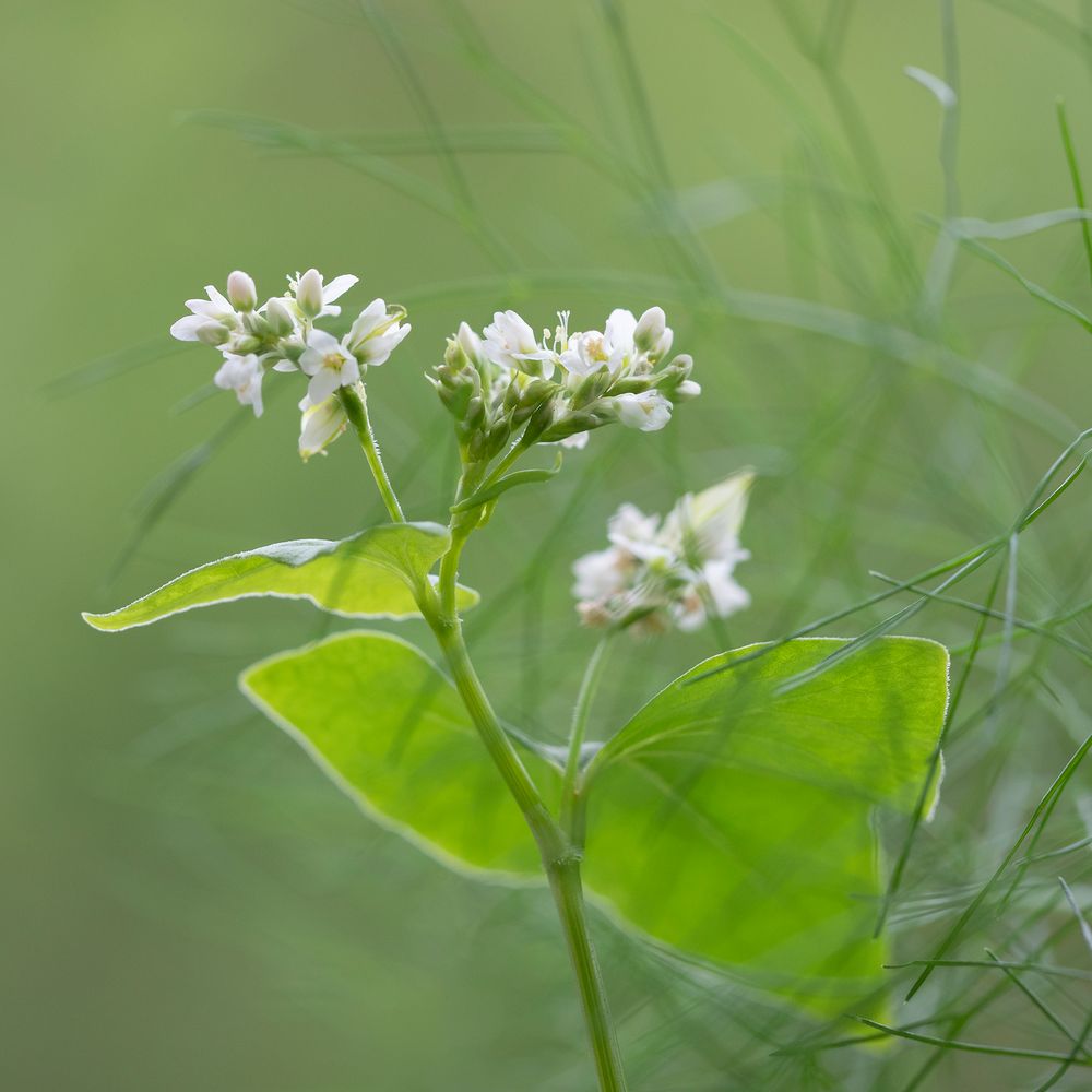 Wiesenkräuter