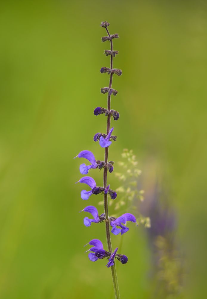 Wiesenkräuter Foto & Bild landschaft, jahreszeiten, frühling Bilder