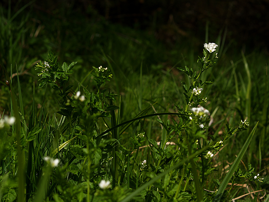 Wiesenkräuter im Abendlicht