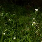 Wiesenkräuter im Abendlicht