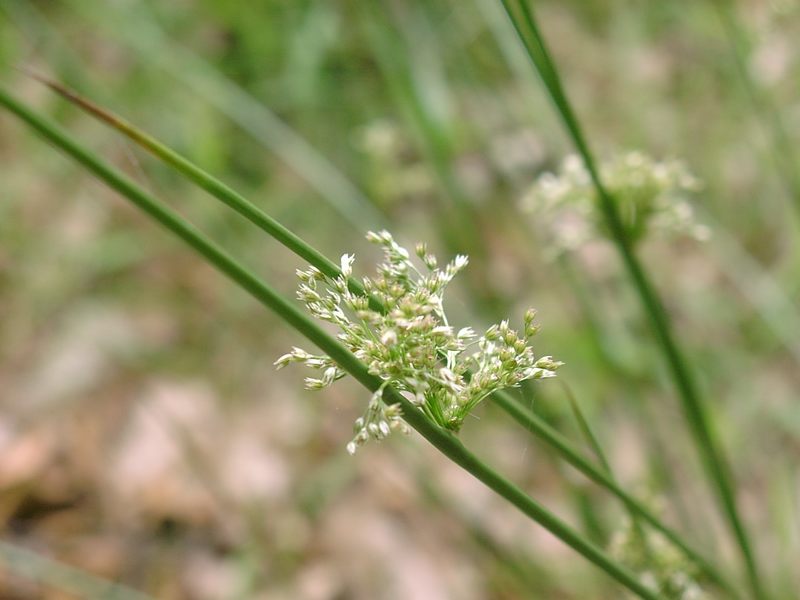 Wiesenkraut