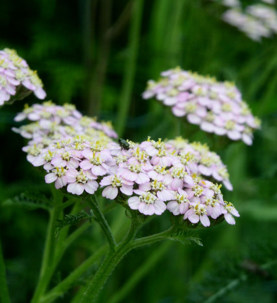 Wiesenkraut