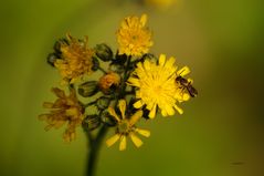 Wiesenkraut mit Wildbiene