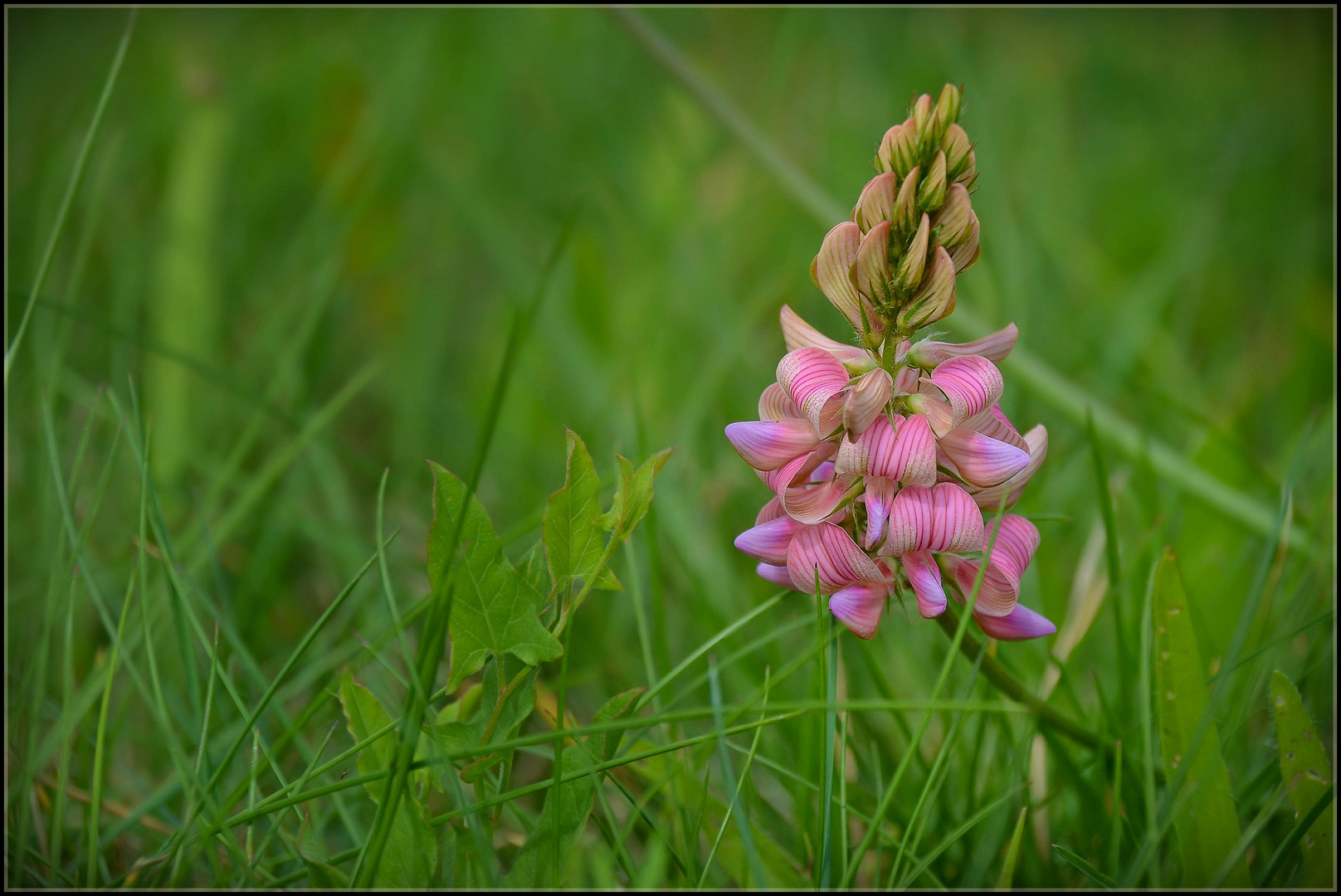 Wiesenkriechen nach Esparsette