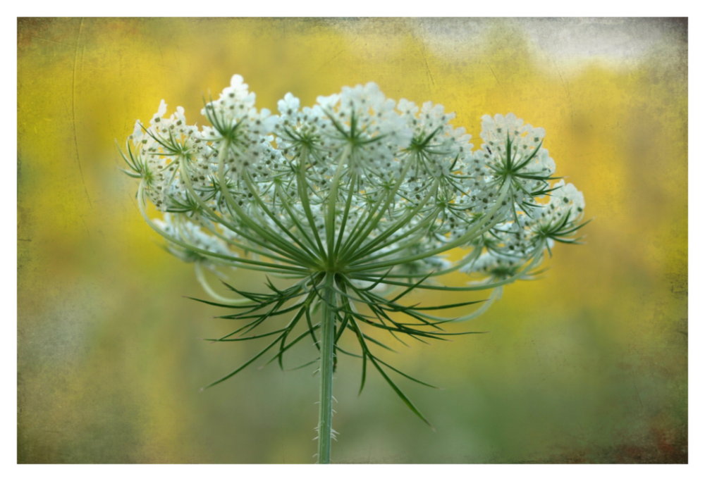 - Wiesenkrönchen -