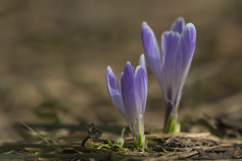 Wiesenkrokus