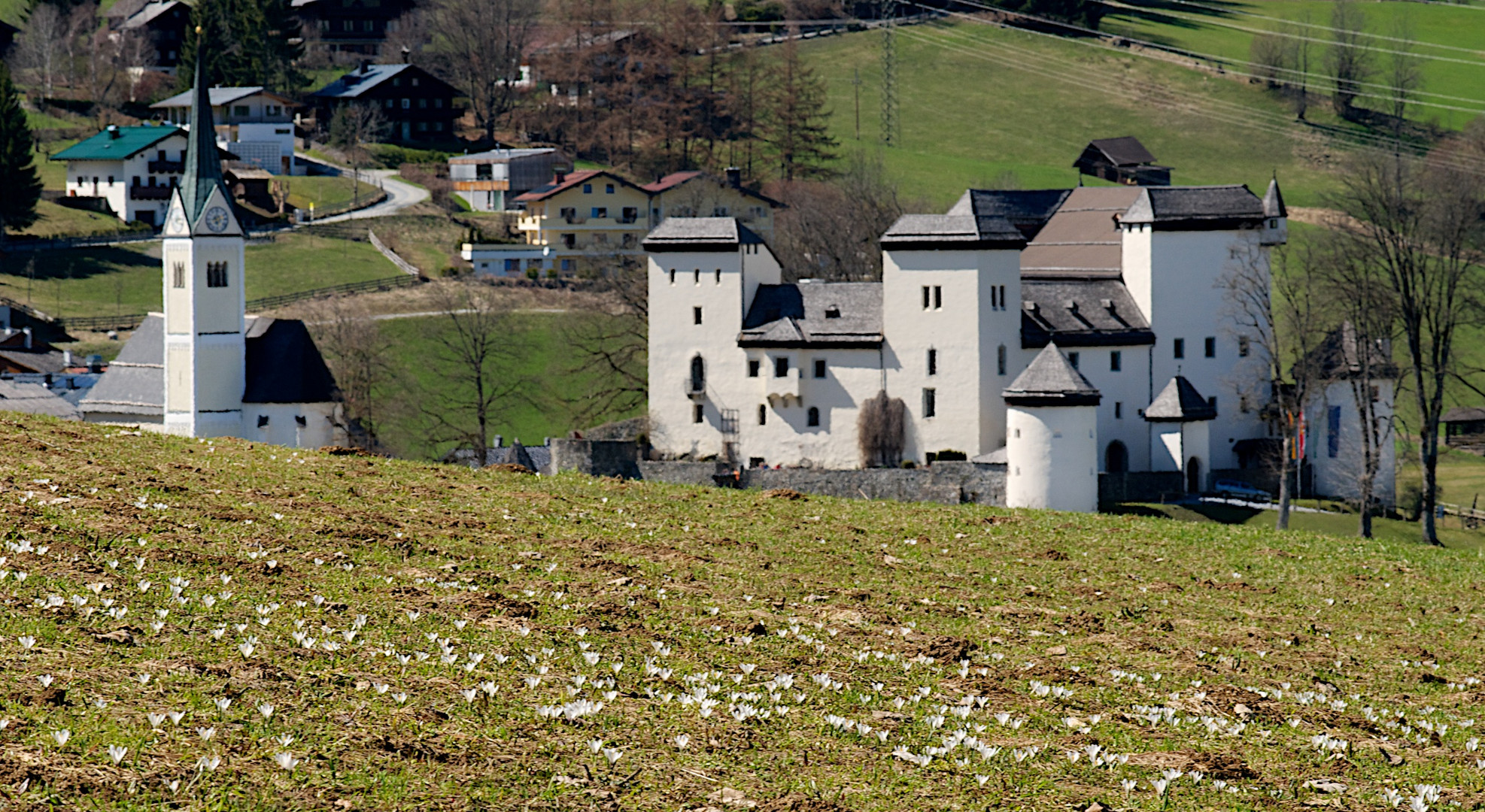 Wiesenkrokus mit Kirche und Schloss