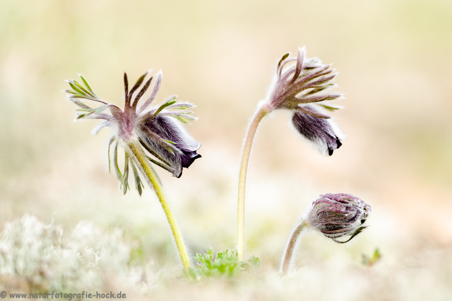 ~ Wiesenküchenschelle ~