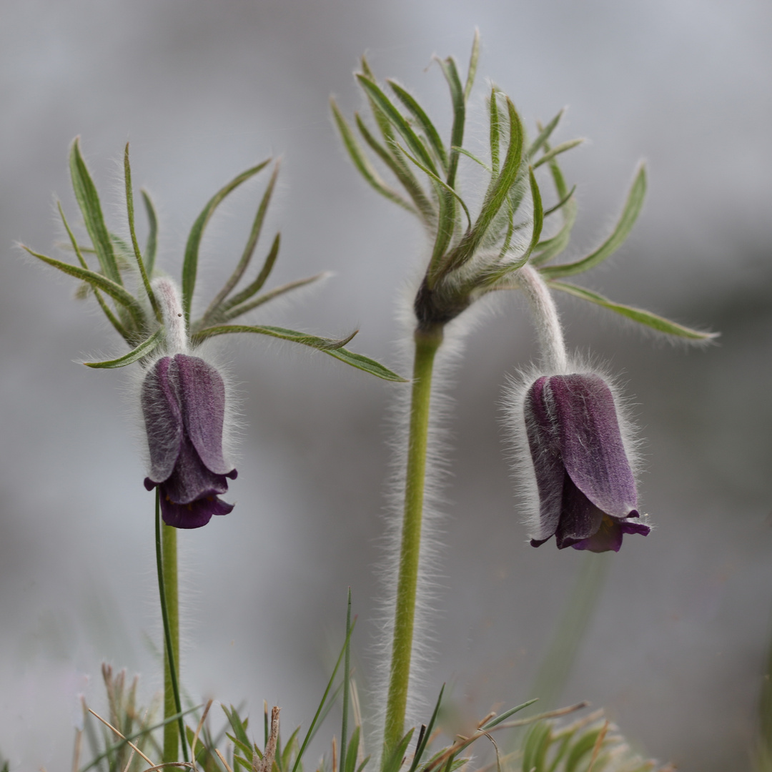 Wiesenküchenschelle