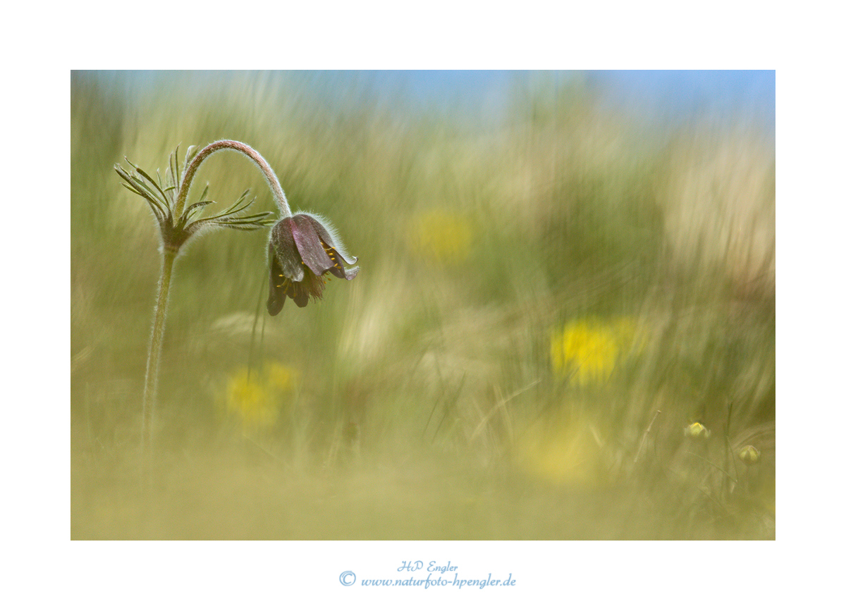 Wiesenkuechenschelle