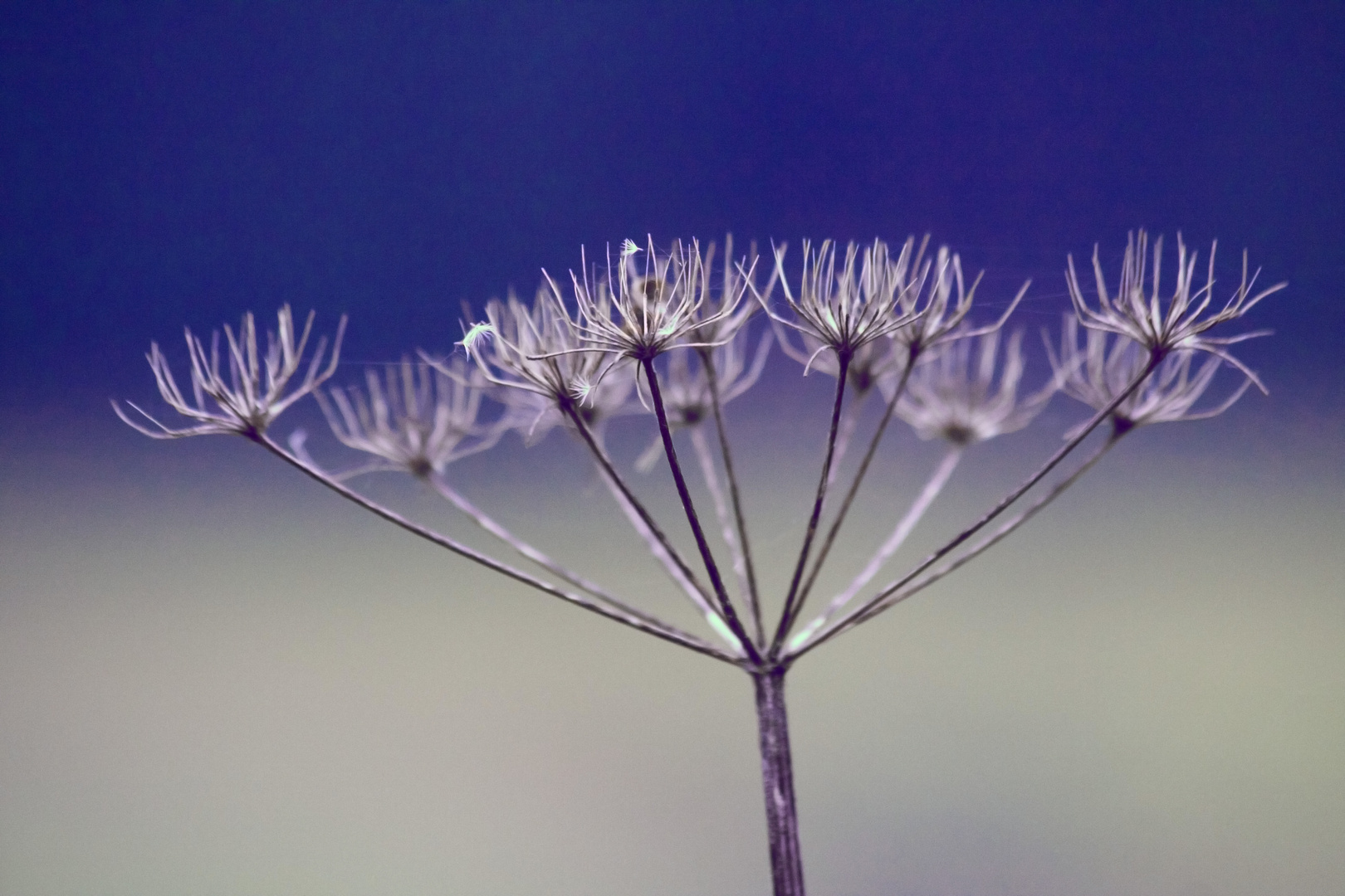 Wiesenkümmel