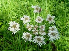 Wiesenkümmel (carum carvi)