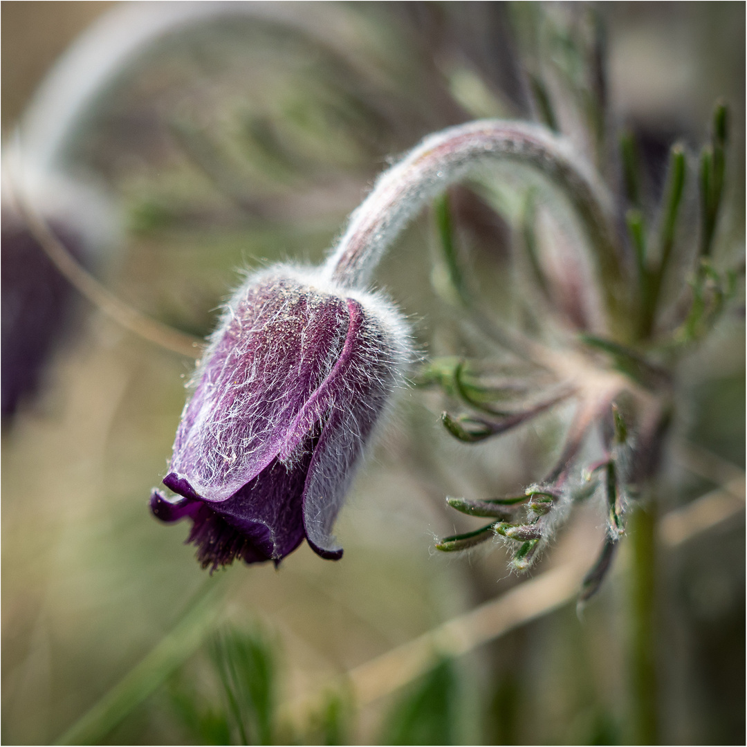 Wiesenkuhschelle ...