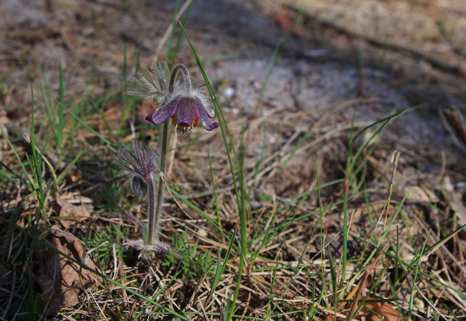 Wiesenkuhschelle