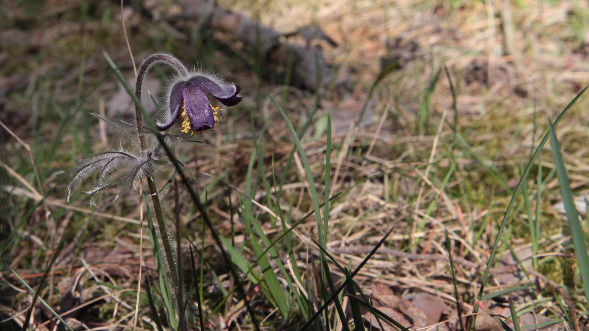 Wiesenkuhschelle