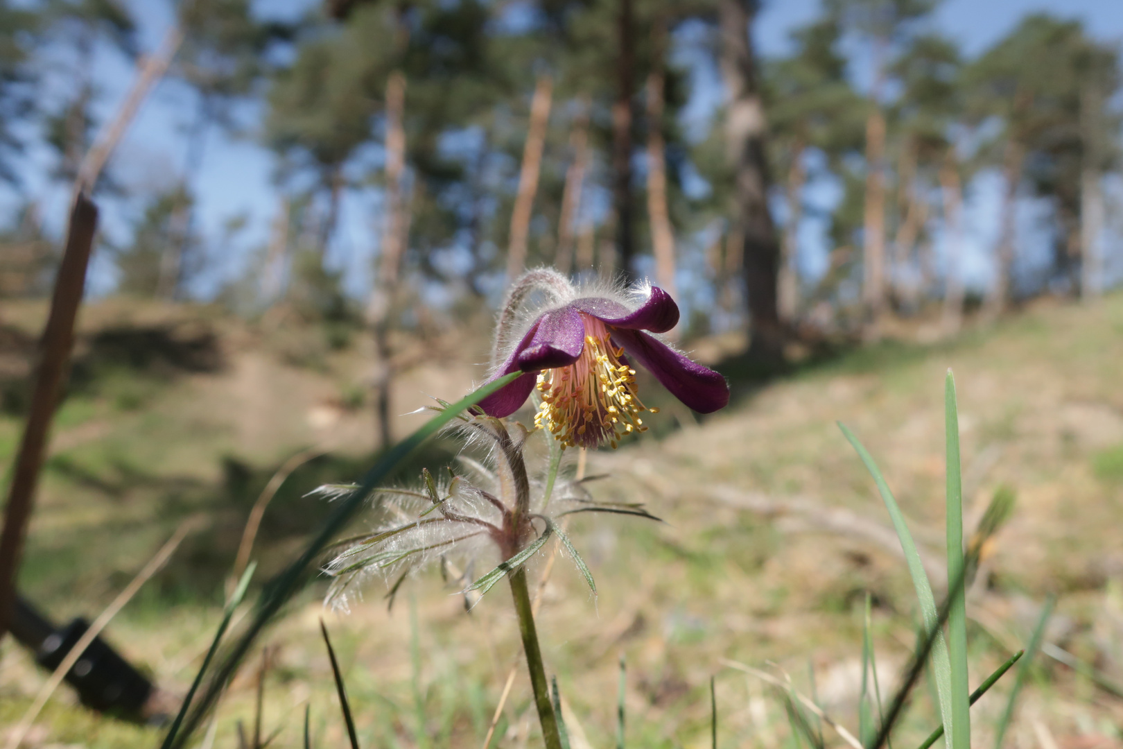 Wiesenkuhschelle