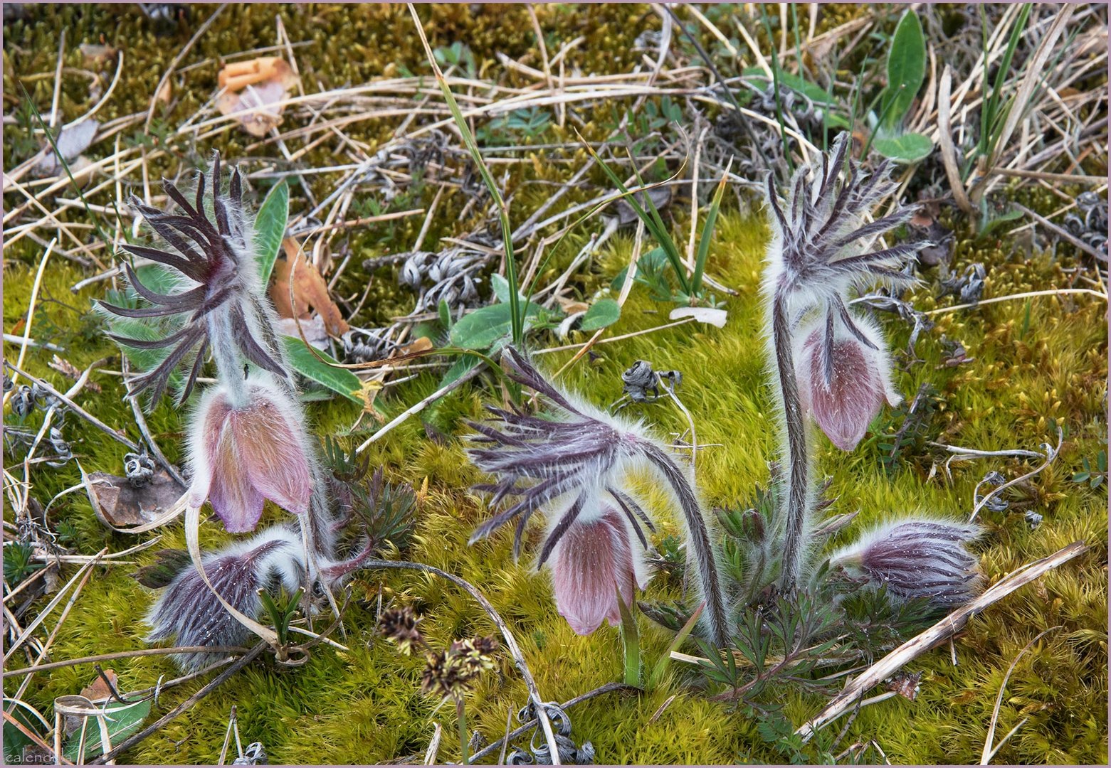 ....Wiesenkuhschelle in den Dünen...