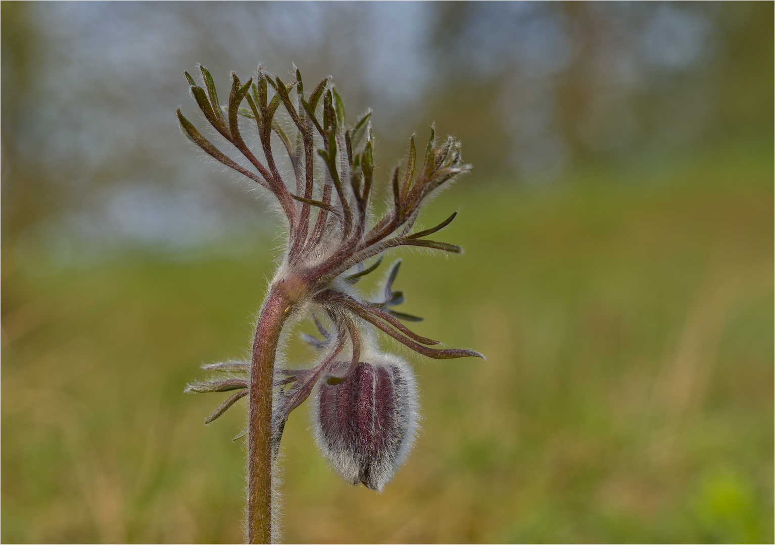 Wiesenkuhschelle (Pulsatilla pratensis)