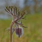 Wiesenkuhschelle (Pulsatilla pratensis)