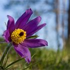 Wiesenkuhschelle...nein, sondern  die Gewöhnliche Kuhschelle