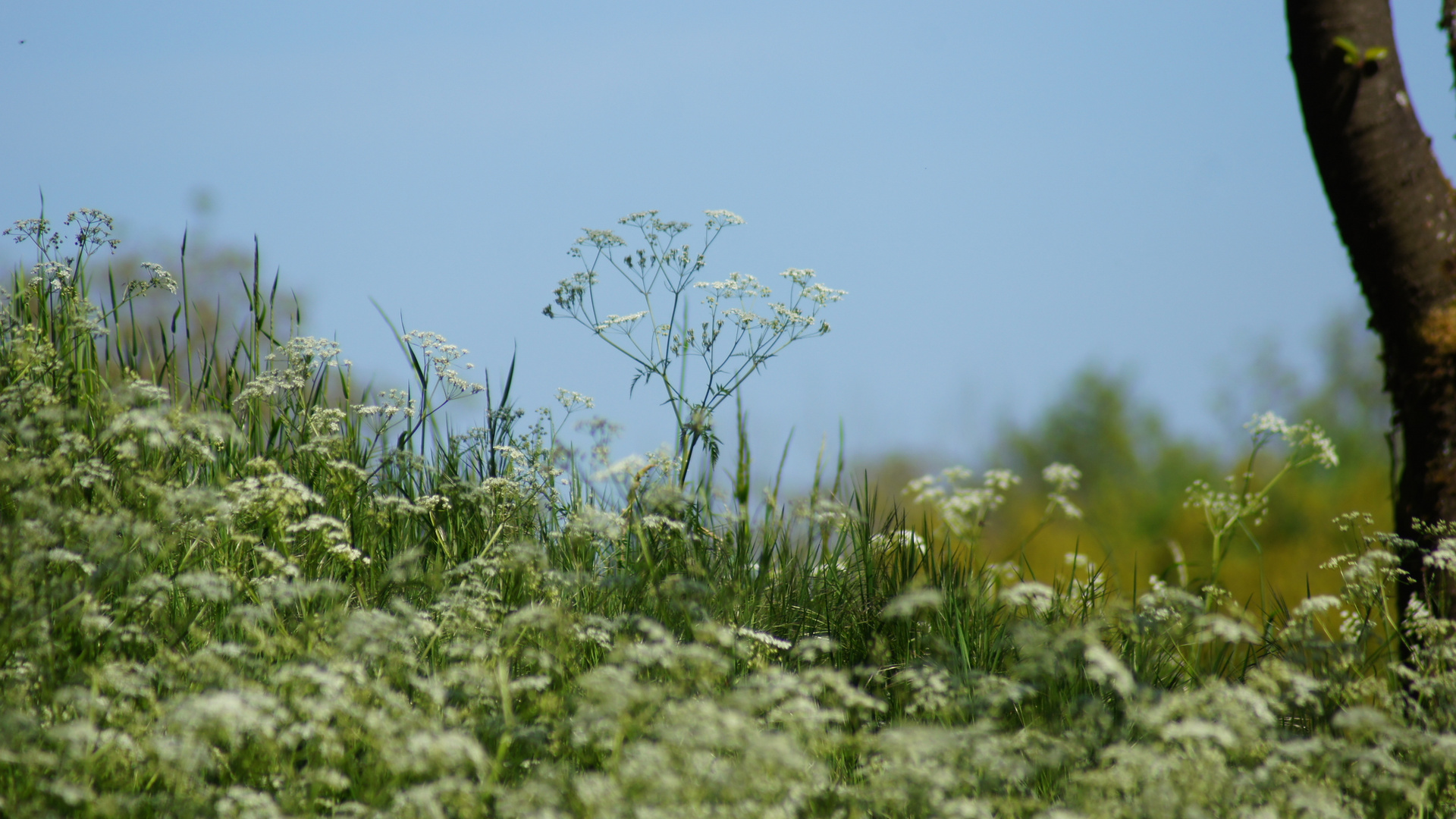 Wiesenlandschaft