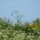 Wiesenlandschaft